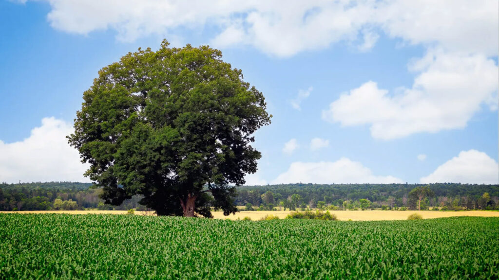 L'Arbre Solitaire