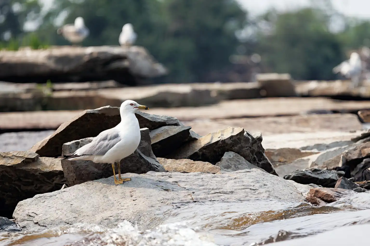 L'Odyssée des mouettes de la rivière des Outaouais