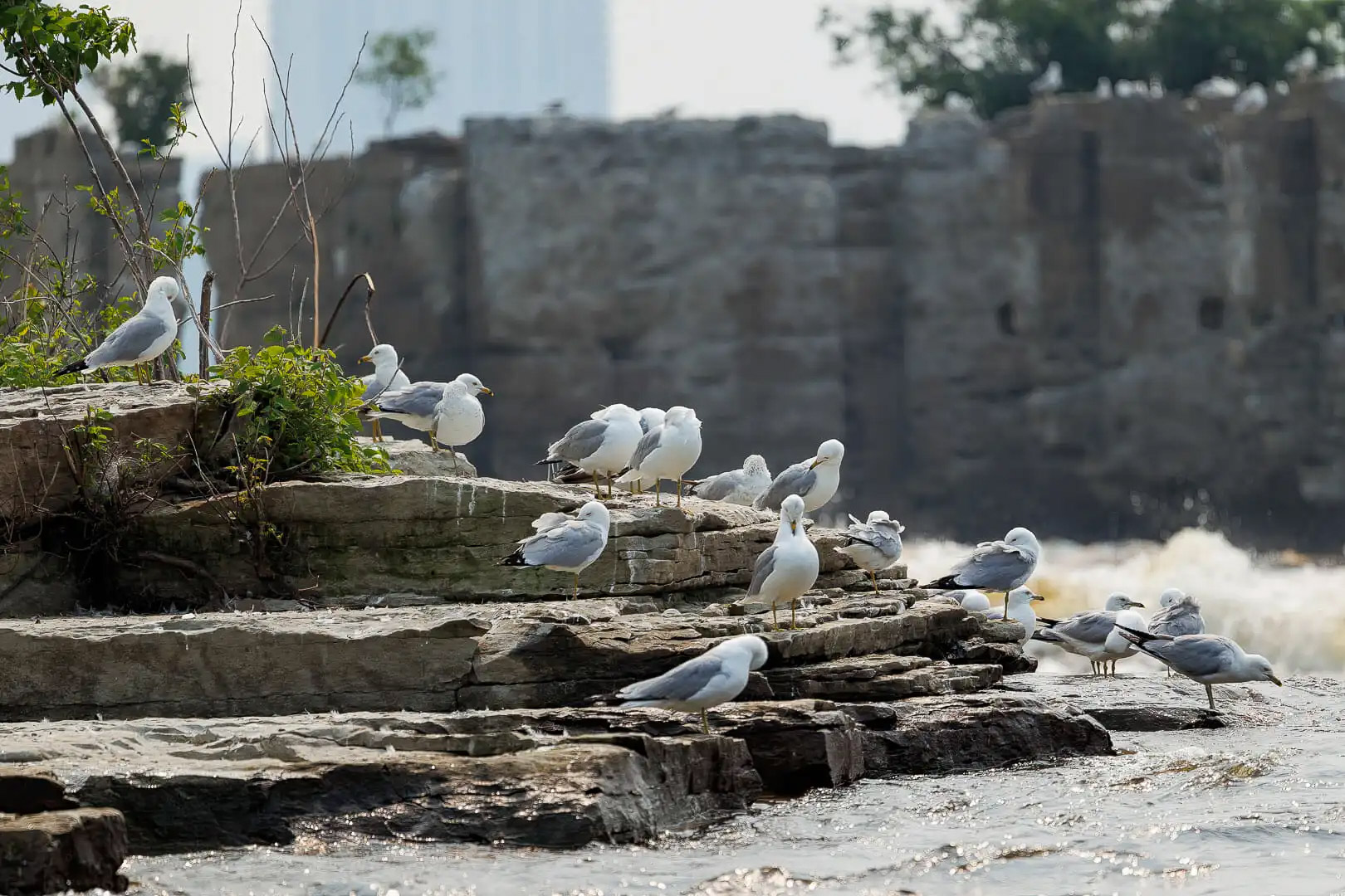 L'Odyssée des mouettes de la rivière des Outaouais
