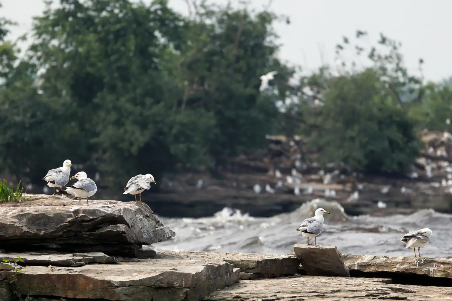 L'Odyssée des mouettes de la rivière des Outaouais