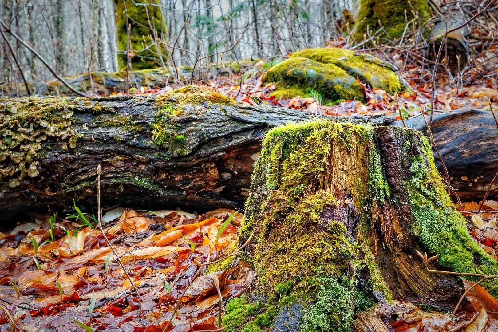 La Balade Enchantée - Un Clic sur la Nature