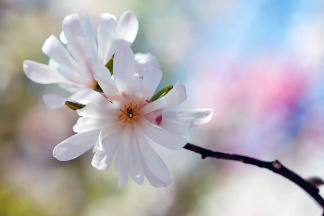La fleur blanche